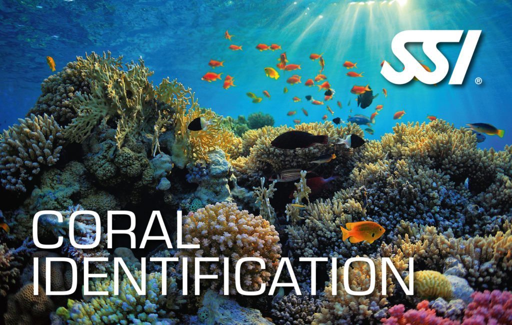 Coral-Identification